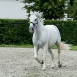 Lipizzan : tout savoir sur cette race emblématique