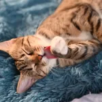 Ocicat : le chat tacheté au look sauvage, mais au tempérament doux