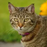 Pixie Bob : le chat à l'apparence sauvage, mais au cœur tendre