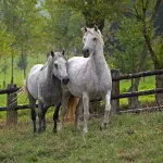 Connemara : le poney irlandais qui a tout pour plaire