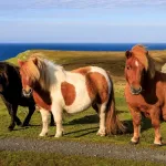 Poney Shetland : entretien et caractéristiques de ce poney