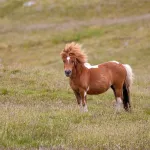 Les races de poneys les plus adorées et adaptées !