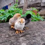 Poussins : comment bien s'en occuper, tous nos conseils !