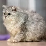 Selkirk Rex : le chat mouton, guide sur cette race frisée