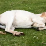 Tout savoir sur la colique du cheval : causes, symptômes et traitements