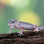 Gecko léopard : guide d'entretien et de soins