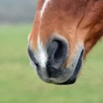 Gourme chez le cheval : causes, prévention et traitement !