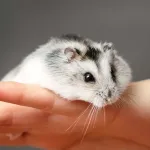 Hamster russe : tout sur ses besoins et son entretien
