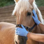 Rhinopneumonie équine : un danger méconnu pour les chevaux