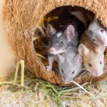 Crottes de souris : comment réagir et éviter l'infestation !