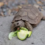 Tortue de terre : soins, entretien et caractéristiques