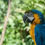 Ara bleu et jaune : tout savoir sur ce perroquet coloré et intelligent