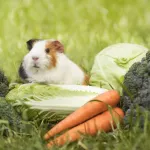 Comment bien nourrir votre cochon d'inde ?