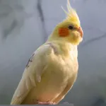 Calopsitte élégante : alimentation, éducation et bien-être de cet oiseau