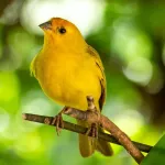 Canari : caractéristiques, soins et conseils