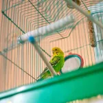 Choisir la cage idéale pour vos oiseaux : conseils et astuces