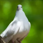 Colombe : symbolisme, caractéristiques et conseils pour en prendre soin