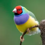 Diamant de Gould : tout sur l'entretien et les caractéristiques
