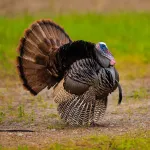 Dindon : origines, domestication et comportement de cet oiseau