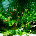 Eau trouble dans l’aquarium : causes, solutions et prévention