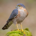 Épervier : tout sur ce rapace agile et son rôle dans l'écosystème