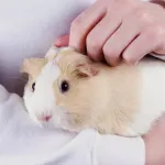 Quelle est l'espérance de vie du cochon d'inde ?