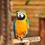 Quelle est l'espérance de vie des perroquets ?