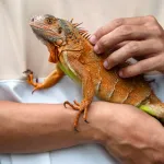 Tout ce qu'il faut savoir avant d'adopter un iguane domestique !
