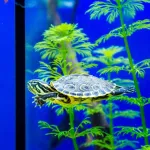 Le guide pour choisir un aquarium adapté à votre tortue !