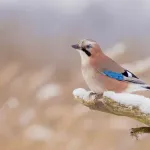 Geai des chênes : intelligence et comportement de cet oiseau coloré