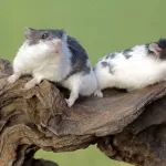 Hamster Panda : tout savoir sur ce rongeur