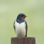 Hirondelle : symbolique, migration et mode de vie de cet oiseau
