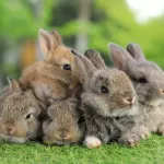 Lapin : conseils pour une alimentation saine