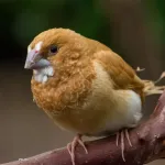 Moineau du Japon : caractéristiques, soins et conseils