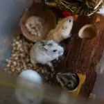 Comment nourrir votre souris ? Notre vétérinaire vous répond