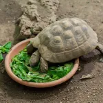 Quelle nourriture choisir pour votre tortue ?