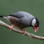 Padda de Java : un oiseau exotique fascinant, conseils et entretien