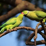 Perruche à collier : un oiseau vif et intelligent, conseils pour bien l’élever