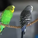 Perruche ondulée : guide pratique pour prendre soin de cet oiseau