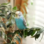 Perruches : guide d'entretien et soins pour ces oiseaux colorés