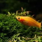 Poisson molly : tout savoir sur cette espèce colorée