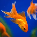 Poisson rouge : guide complet sur l'entretien et les besoins