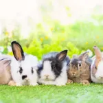 Les principales maladies du lapin