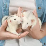 Les maladies transmises par le rat : prévention, symptômes et risques pour l’homme