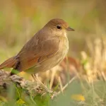 Rossignol : le virtuose des jardins, caractéristiques et chant