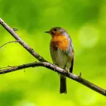 Rouge-gorge : mœurs, habitat et particularités de ce petit oiseau familier