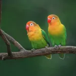 Tout savoir sur les oiseaux inséparables