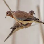 Tourterelle : espèces, symbolisme et conseils pour les observer