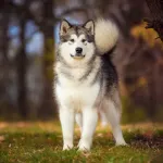 Malamute de l’Alaska : chien de traîneau et compagnon loyal