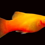 Platy : conseils d'entretien et caractéristiques de ce poisson